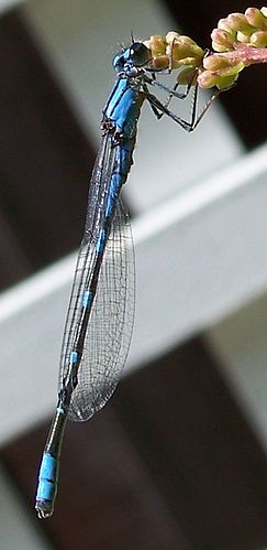 Tule bluet